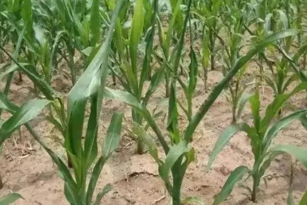 禾白306玉米品种简介，春播适宜在4月上中旬播种