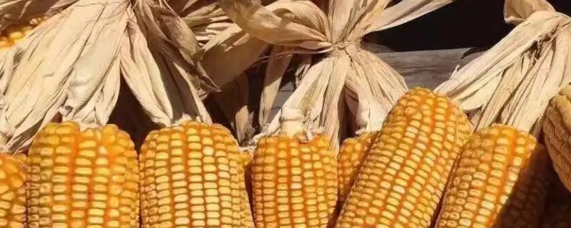 双甜2025玉米品种简介，注意防治病虫害