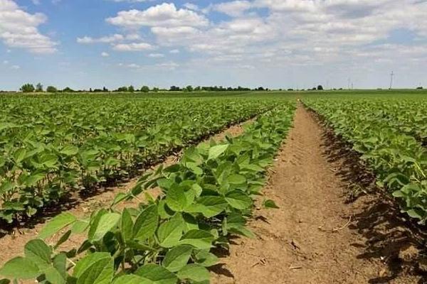 福豆8号大豆品种的特性，4月上旬-6月上旬播种