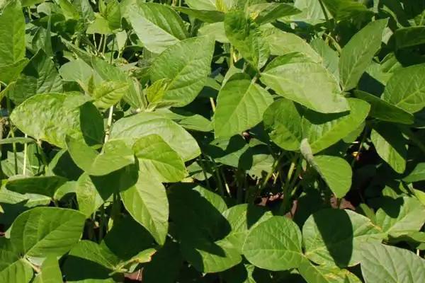 福豆8号大豆品种的特性，4月上旬-6月上旬播种