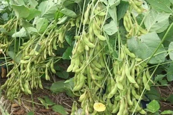 福豆8号大豆品种的特性，4月上旬-6月上旬播种