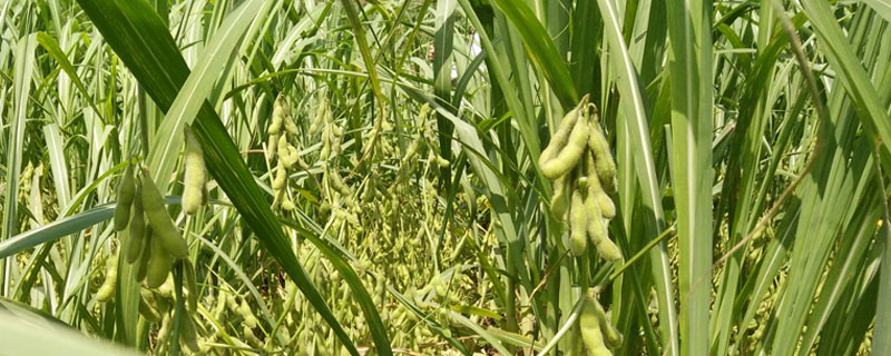 福豆8号大豆品种的特性，4月上旬-6月上旬播种