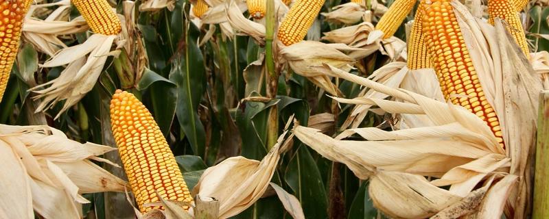 宣瑞17号玉米品种的特性，播种出苗后应及时间苗均苗