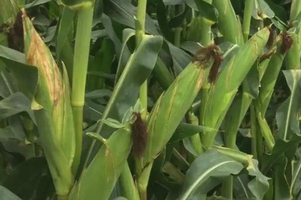 中联508玉米品种简介，全生育期98.6天左右