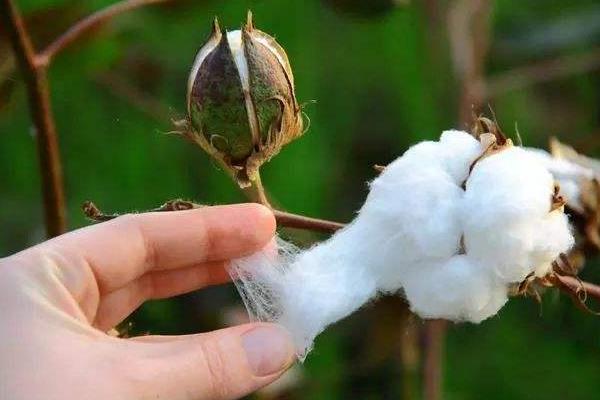 冀棉127棉花品种的特性，裸地4月下旬播种