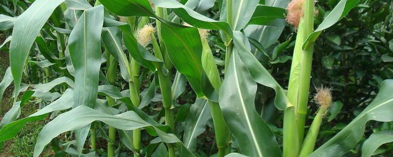 金玉905（区试名称：金玉116）玉米种子介绍，每亩施用50千克复合肥
