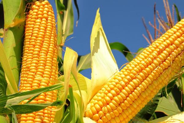 碧玉12号玉米品种的特性，结合每亩施尿素15千克