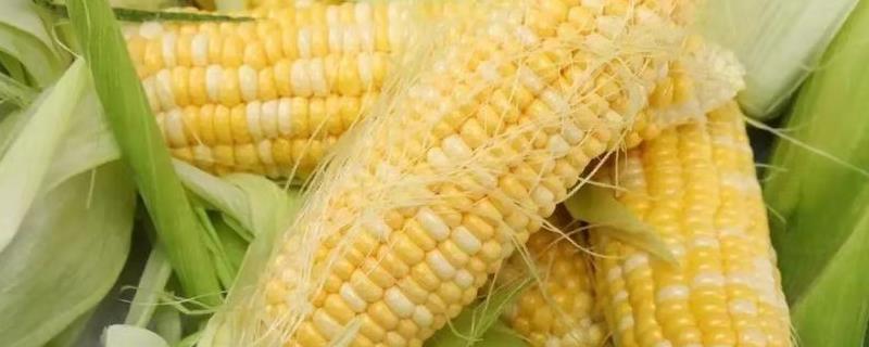 金黔糯68（区试名称：微白糯10号）玉米种子特征特性，播种前施足底肥