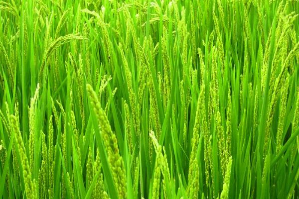 松雅粮安水稻品种的特性，秧田亩播种量20.0千克