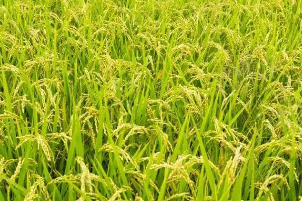 徽香软粳1号水稻品种简介，播种量25千克/亩