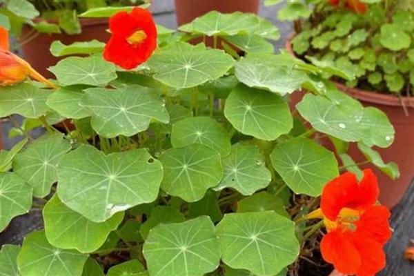 旱金莲夏季养护方法，每隔3天浇一次水