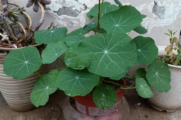 旱金莲夏季养护方法，每隔3天浇一次水