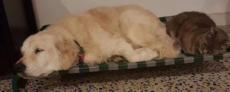 狗狗肠炎症状，主要症状是呕吐和腹泻