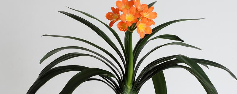 哪些君子兰不开花，没有不开花的品种