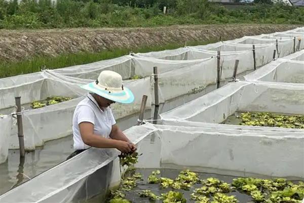 水蛭的养殖技术,要定期巡视养殖场所