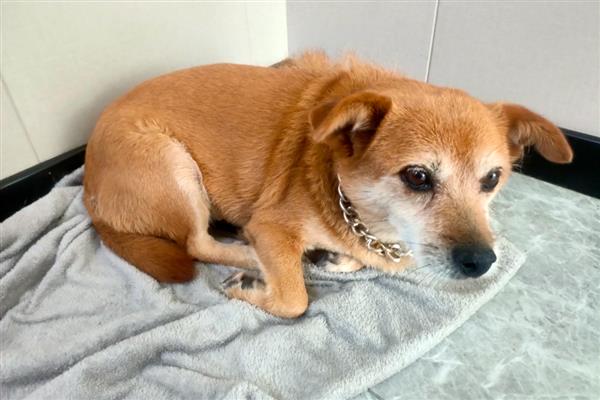 狗狗肝硬化的症状,出现精神沉郁、厌食等