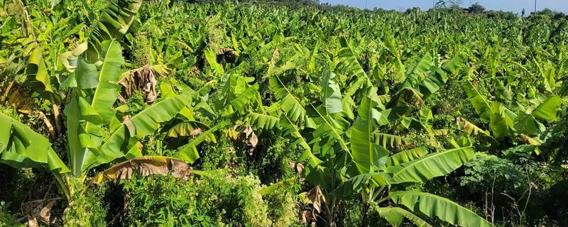香蕉树的种植方法，播种后等幼苗长到20厘米再移栽