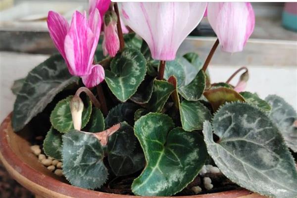 仙客来的花语是什么,寓意喜迎贵客、艳丽妩媚等