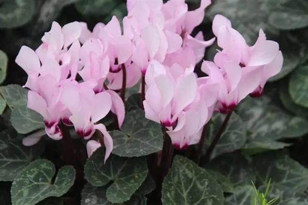 仙客来的花语是什么,寓意喜迎贵客、艳丽妩媚等