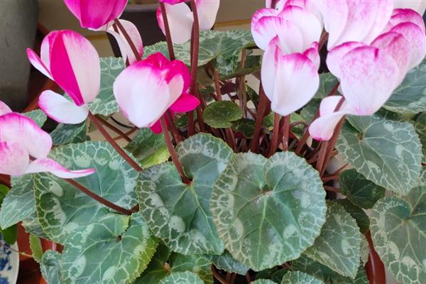 仙客来的花语是什么,寓意喜迎贵客、艳丽妩媚等