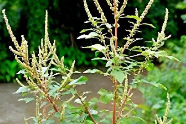 植物怎么保护自己，常见方法有长刺、落叶、留种等