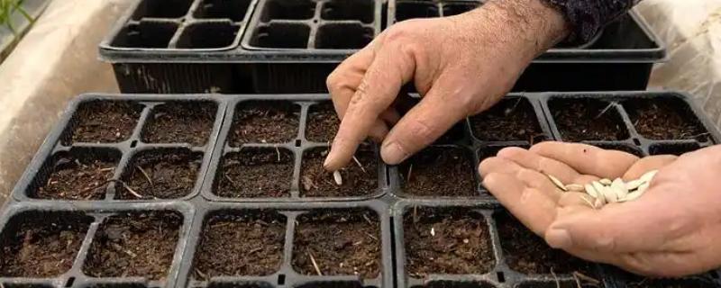 西葫芦种子的处理方法，播种之前做好种子的消毒工作