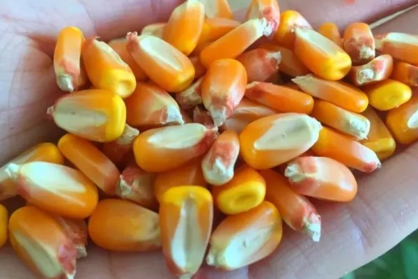 春玉米的种植方法,首先要选好良种