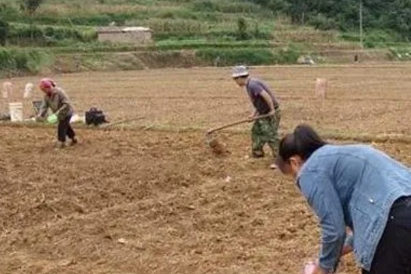 春玉米的种植方法,首先要选好良种