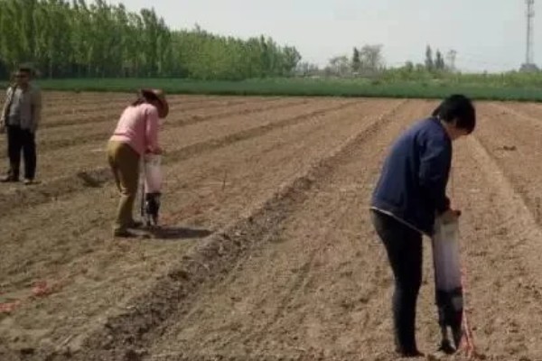 春玉米的种植方法,首先要选好良种