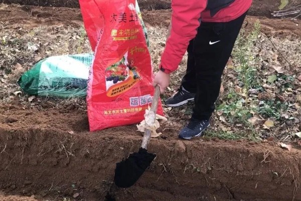 春玉米的种植方法,首先要选好良种