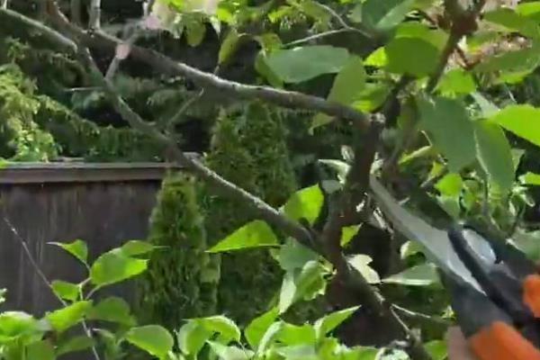 红木香花的修剪方式，在幼苗期需要进行打顶
