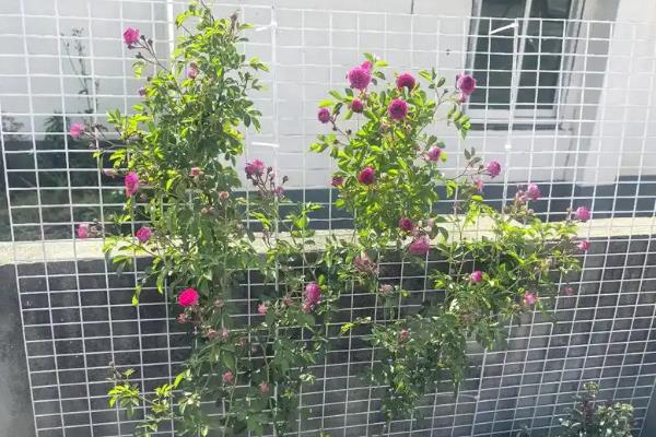 红木香花的修剪方式，在幼苗期需要进行打顶