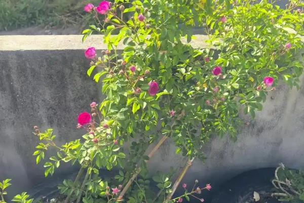 红木香花的修剪方式，在幼苗期需要进行打顶