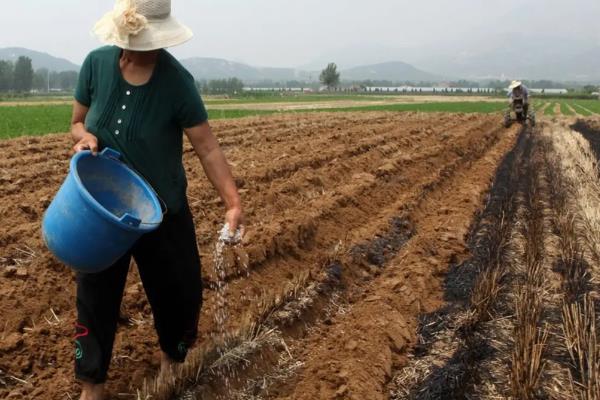 有机肥有什么作用，可长时间为作物提供营养