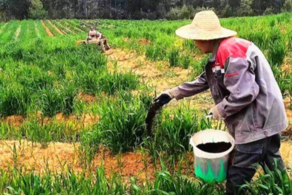 有机肥有什么作用，可长时间为作物提供营养