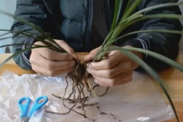 兰花的施肥方法，生长阶段每隔1周追肥一次