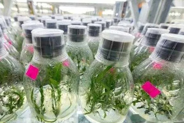 兰花的施肥方法，生长阶段每隔1周追肥一次