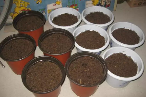 兰花的施肥方法，生长阶段每隔1周追肥一次