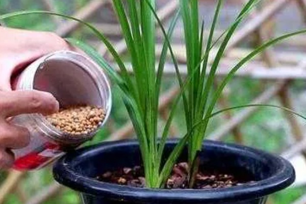 兰花的施肥方法，生长阶段每隔1周追肥一次