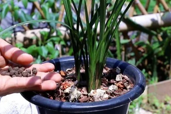 兰花的施肥方法，生长阶段每隔1周追肥一次
