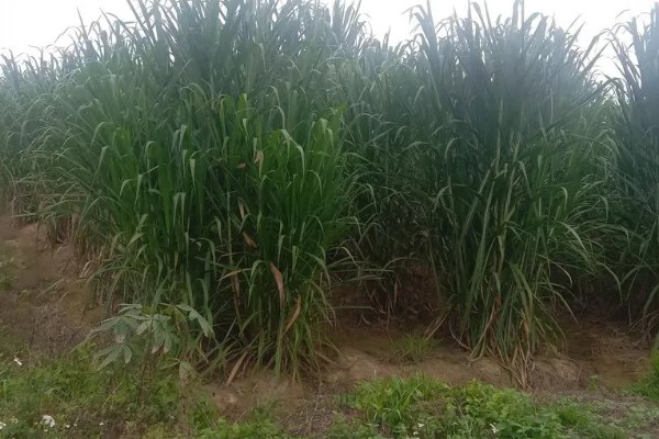 一亩黑麦草可以养多少羊,养殖数量为10-15只左右