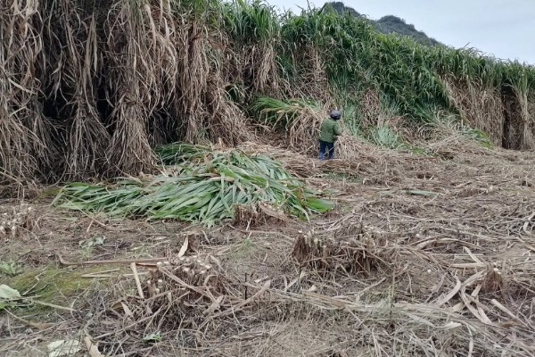 一亩黑麦草可以养多少羊,养殖数量为10-15只左右