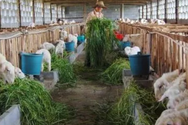 一亩黑麦草可以养多少羊,养殖数量为10-15只左右