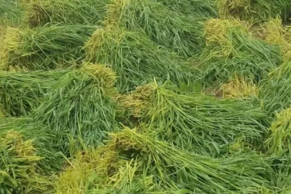 一亩黑麦草可以养多少羊,养殖数量为10-15只左右