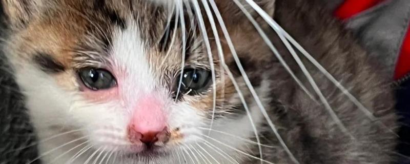 小猫眼睛被眼屎糊住的原因，可能是上火了所致