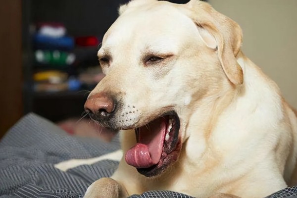 犬窝咳的区分方法,病犬具有突发性咳嗽、流鼻涕等症状