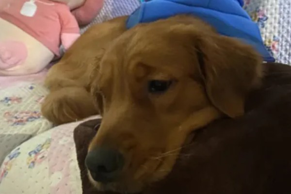 犬窝咳的区分方法,病犬具有突发性咳嗽、流鼻涕等症状