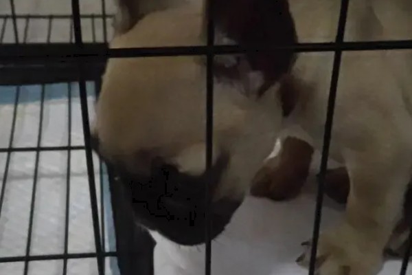 犬窝咳的区分方法,病犬具有突发性咳嗽、流鼻涕等症状