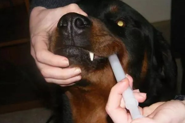 犬窝咳的区分方法,病犬具有突发性咳嗽、流鼻涕等症状