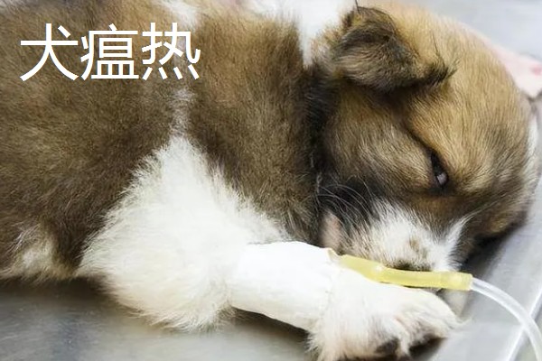 犬窝咳的区分方法,病犬具有突发性咳嗽、流鼻涕等症状